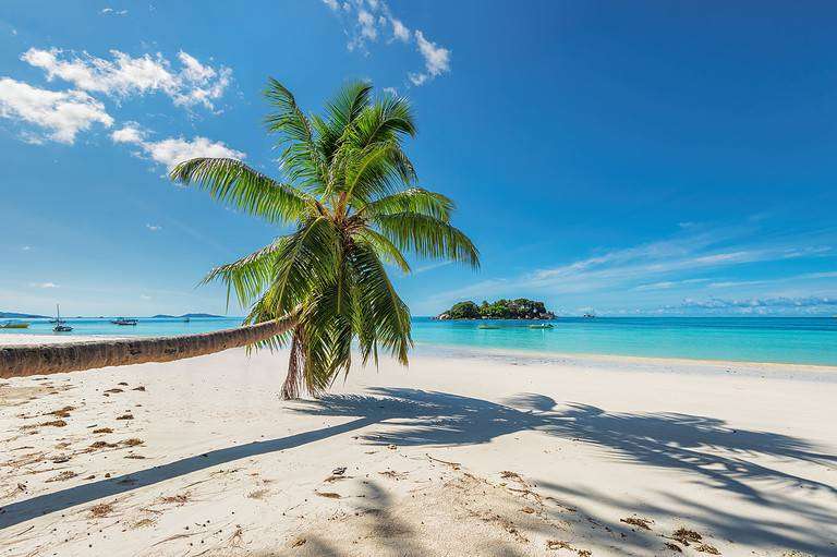 White sand beach with palm tree on tropical island . Summer vacation and holiday travel concept.